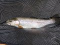 Kettle Trout5
